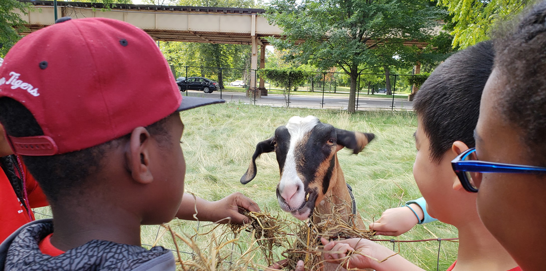 Children feeding a goat